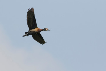 White-faced Whistling Duck