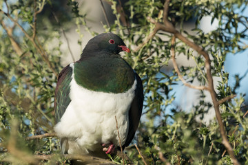 New Zealand Endemic Pigeon