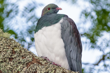 New Zealand Endemic Pigeon