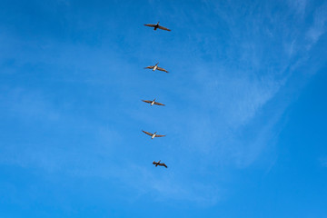 Line formation of brown pelicans flying with wings open against the dark blue sky