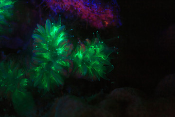 Fototapeta na wymiar Night dive at Barrier Reef near Saint Georges Caye, Fluorescence emitted at night, exposed with special UV blocking filters, Belize, Central America