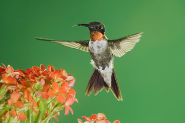 Ruby-throated Hummingbird, Archilochus colubris, male in flight feeding on Kalanchoe Flower, New Braunfels, Texas, USA, September
