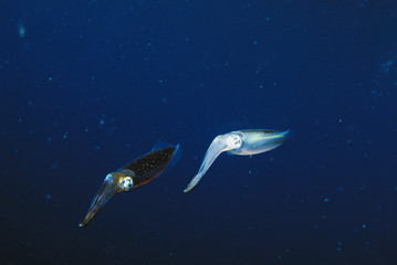 New Guinea, Papua, Pair of Caribbean reef squid