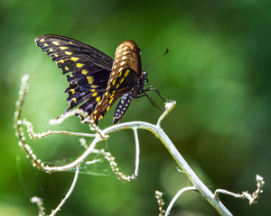 Black Swallowtail Butterfly on a bare branch! 