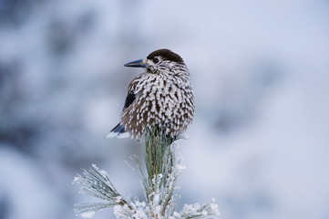 Spotted Nutcracker (Nucifraga caryocatactes), adult perched on frost covered Swiss Stone Pine by minus 15 Celsius, St. Moritz, Switzerland, December