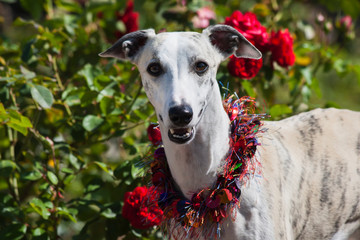 Whippet and Red Roses