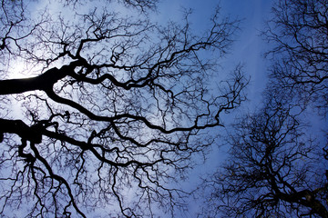 Argentina, Buenos Aires. looking up at the Spring sky in the Bosques de Palermo, Palermo parks