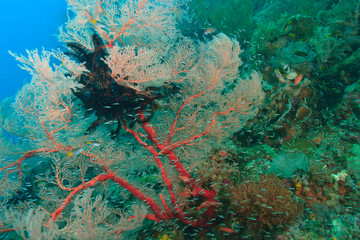 Colorful Sea Fan with attached crinoid, baby sweepers schooling, Raja Ampat region of Papua (formerly Irian Jaya)
