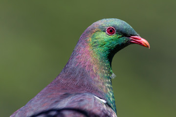 New Zealand Endemic Pigeon