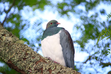 New Zealand Endemic Pigeon