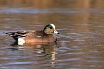 American wigeon; Canada