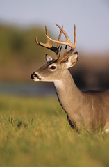 Naklejka na ściany i meble White-tailed Deer, Odocoileus virginianus, Buck, Choke Canyon State Park, Texas, USA, Oktober