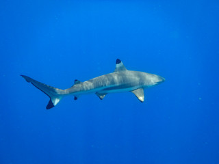 Blacktip Reef Shark in the Lagoon. Bora Bora. French Polynesia.
