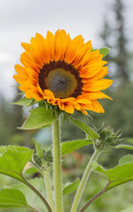 Sunflower in Bloom