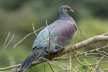 New Zealand Endemic Pigeon
