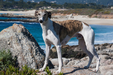 Whippet standing on the seashore