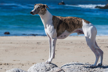 Whippet standing on rocks