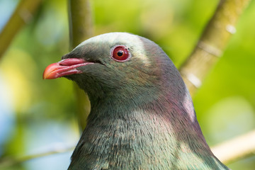New Zealand Endemic Pigeon