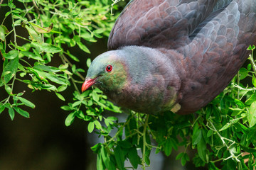 New Zealand Endemic Pigeon
