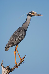 Yellow-crowned Night-Heron, Nyctanassa violacea, adult perched, Willacy County, Rio Grande Valley, Texas, USA, June