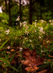 Blume Wald