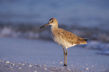 Willet, Catoptrophorus semipalmatus, adult winter plumage, Sanibel Island, Florida, USA, Dezember