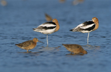 American Avocet, Recurvirostra americana, adults resting breeding plumage, Bolivar Flats, Texas, USA, May