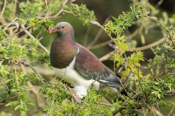 New Zealand Endemic Pigeon
