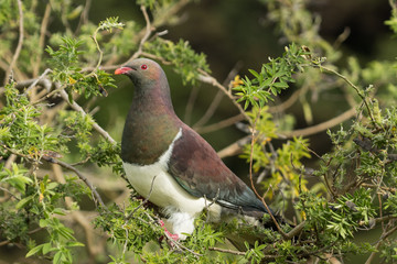 New Zealand Endemic Pigeon