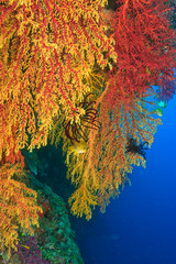 colorful Gorgonian Sea Fans, Bligh Water, Viti Levu, Fiji, South Pacific