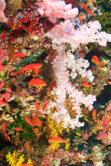 Naklejka na ściany i meble schooling Fairy Basslets (Pseudanthias squamipinnis) near Soft Corals (Dendronepthya sp.), Vibrant & Colorful, healthy Coral Reef, Bligh Water, Viti Levu, Fiji, South Pacific