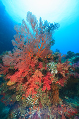 Naklejka na ściany i meble Large Gorgonian Sea Fans, Bligh Water, Viti Levu, Fiji, South Pacific