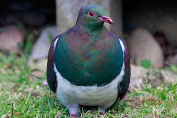 New Zealand Endemic Pigeon