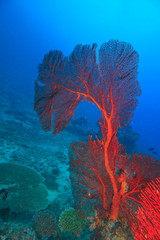 Diver in background of large Gorgonian Sea Fan, Beqa Island off Southern Viti Levu, Fiji, South Pacific