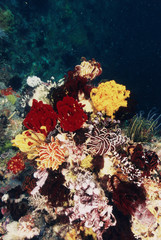 Sumbawa, Komodo Islands, Colorful reef structure in sea