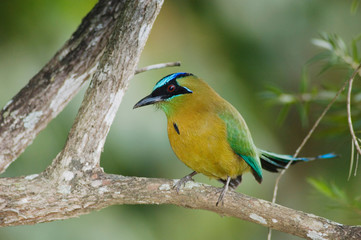 Blue-crowned Motmot, Momotus momota, adult perched, Central Valley, Costa Rica, Central America, December