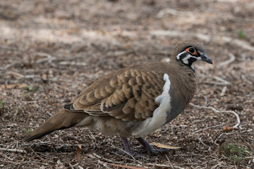 Squatter Pigeon in Australia