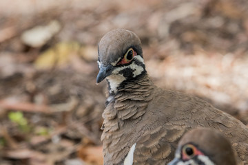 Squatter Pigeon in Australia