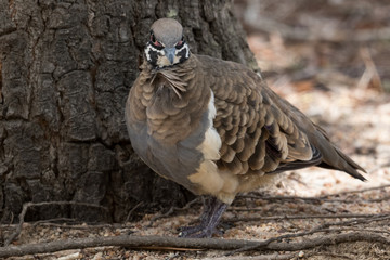 Squatter Pigeon in Australia