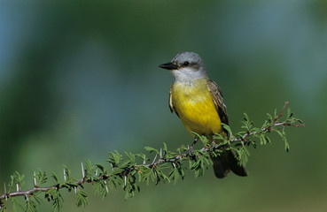 Couch's Kingbird, Tyrannus couchii, adult, Starr County, Rio Grande Valley, Texas, USA, May