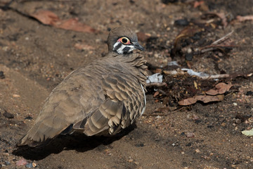 Squatter Pigeon in Australia