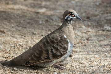 Squatter Pigeon in Australia