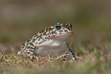 Green Toad, Bufo viridis, National Park Lake Neusiedl, Burgenland, Austria, April