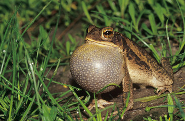 Gulf Coast Toad, Bufo valliceps, male calling at night, Willacy County, Rio Grande Valley, Texas, USA, May