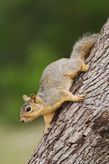 Eastern Fox Squirrel, Sciurus niger, adult on tree, Uvalde County, Hill Country, Texas, USA, April