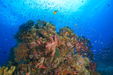 Naklejka na ściany i meble tropical reef near Beqa Island off Southern Viti Levu, Fiji, South Pacific