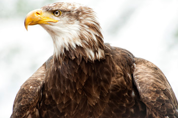 Eagle portrait