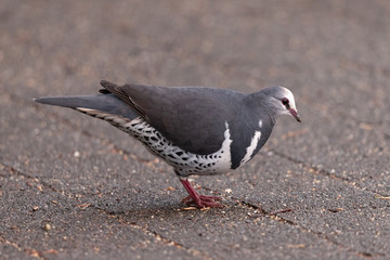 Wonga Pigeon in Australia
