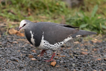 Wonga Pigeon in Australia