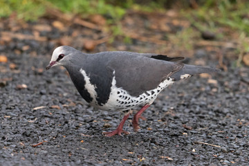 Wonga Pigeon in Australia
